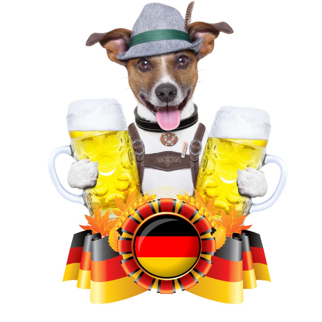 Jack Russell vestido de alemán cargando cervezas