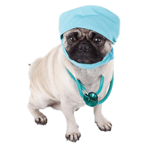Salud canina, Perro Pug vestido de médico