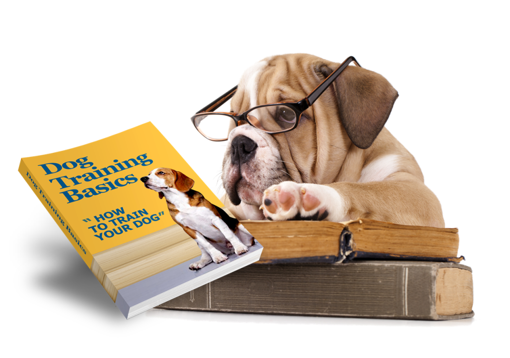 Entrenamiento de perros, cachorro estudiando un manual