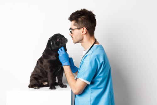 perro pug con veterinario