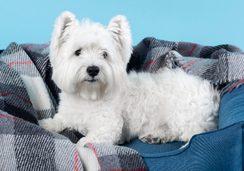 West Highland White Terrier acostado sobre su cama