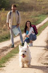 West Highland White Terrier camina delante de sus tutores 