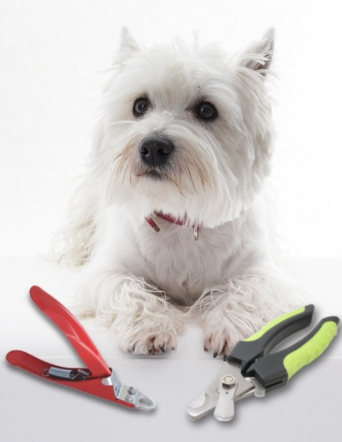 West Highland White Terrier y herramientas cortauñas