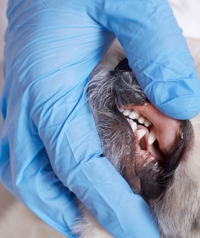 Veterinario revisa los dientes de un perro