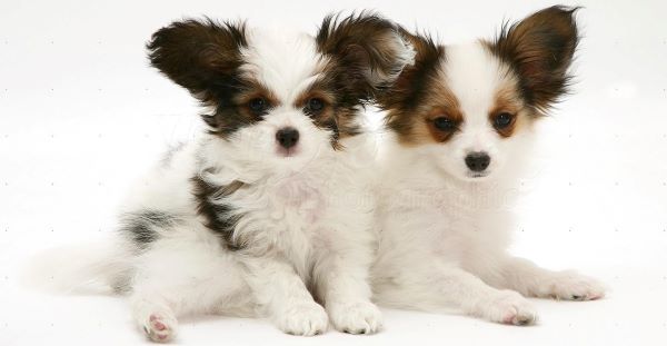 dos hermosos cachorros de raza pequeña de perros papillón de color blanco y orejas marrones