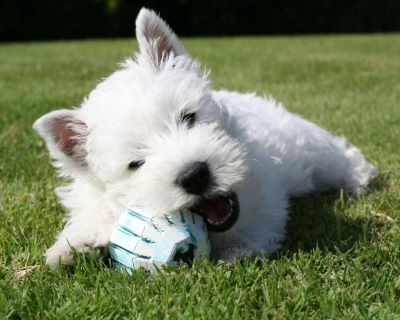 West Highland White Terrier mordiendo un juguete