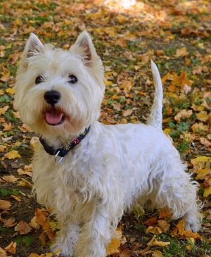 West Highland White Terrier pasea entre hojas de otoño