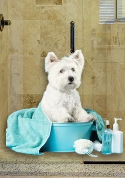 West Highland White Terrier tomando un baño