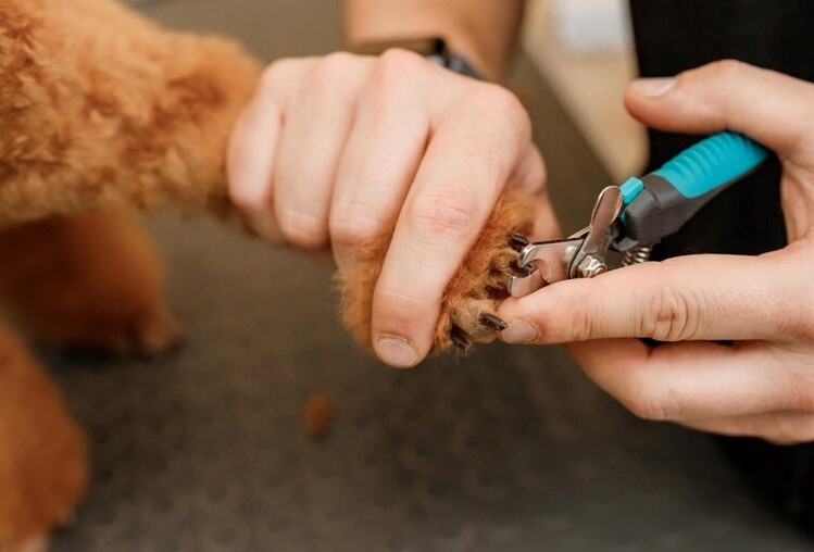 manos cortando uás de perro caniche o poodle