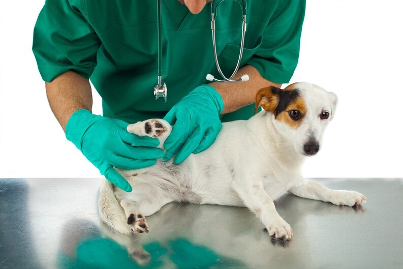 Veterinario revisa las uñas de un perro Jack Russell Terrier