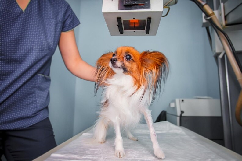 veterinario acomoda un perro Papillón para hacer una radiografía