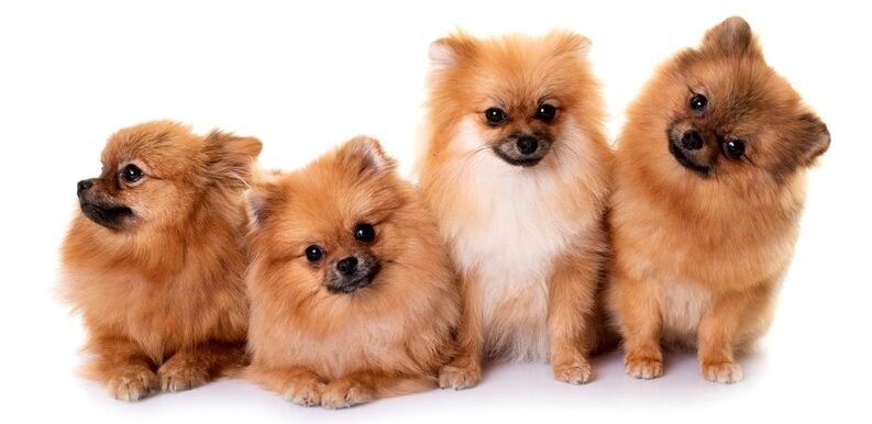 cuatro hermosos cachorritos Pomerania